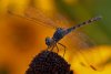dragon-fly-on-flower.jpg