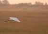 egret.jpg