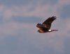 harrier-hawk.jpg