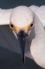 egret-eyes.jpg