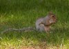 squirel-with-nut.jpg