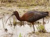 glossy-ibis.jpg