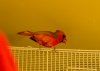 Cardinal #1 RS.jpg