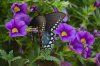 Butterfly #1 RS.jpg