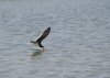 Skimmer #1 RS.jpg