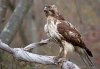 red-tail-hawk.jpg