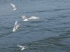tern-feeding-frenzy.jpg