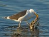 gull with fish remains.jpg