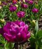 A row of flowers #3.jpg
