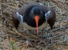 oyster-catcher.jpg